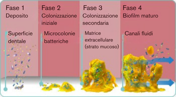 ITA-explore-image-oral-care-vap-facts-1